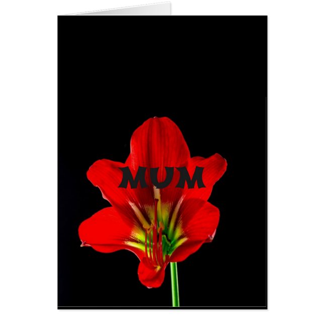 Rote Floral Mum (Vorne)