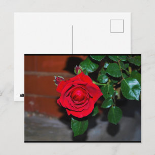 Rote Florale Rose Postkarte