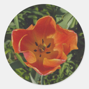 rote Frühlingsblume Runder Aufkleber