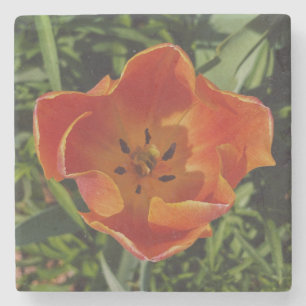 rote Frühlingsblume Steinuntersetzer