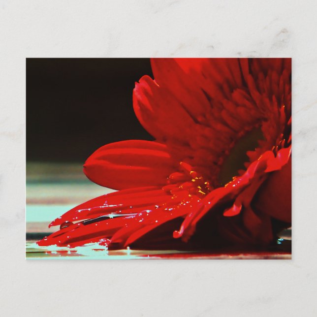 Rote Gänseblümchen-Gerbera-Blume Postkarte (Vorderseite)