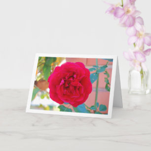 Rote Gartenrose Porträt Karte