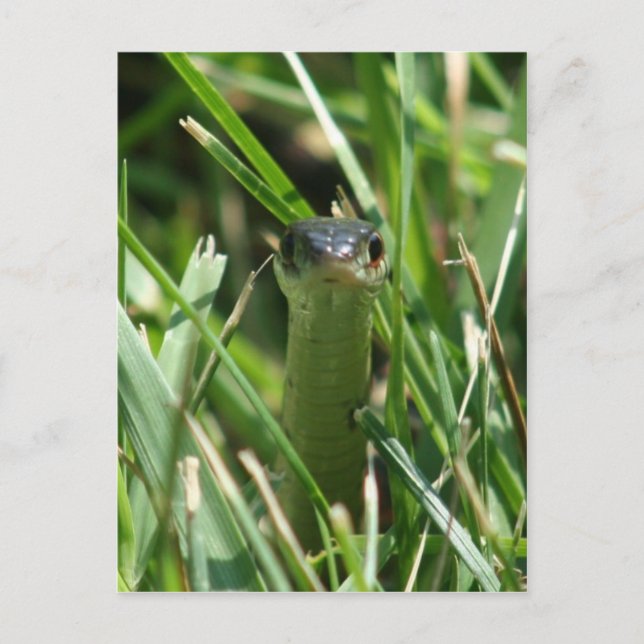 Rote Garterschlange im Gras Postkarte (Vorderseite)