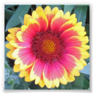 ROTE GELBE BLUME FOTODRUCK