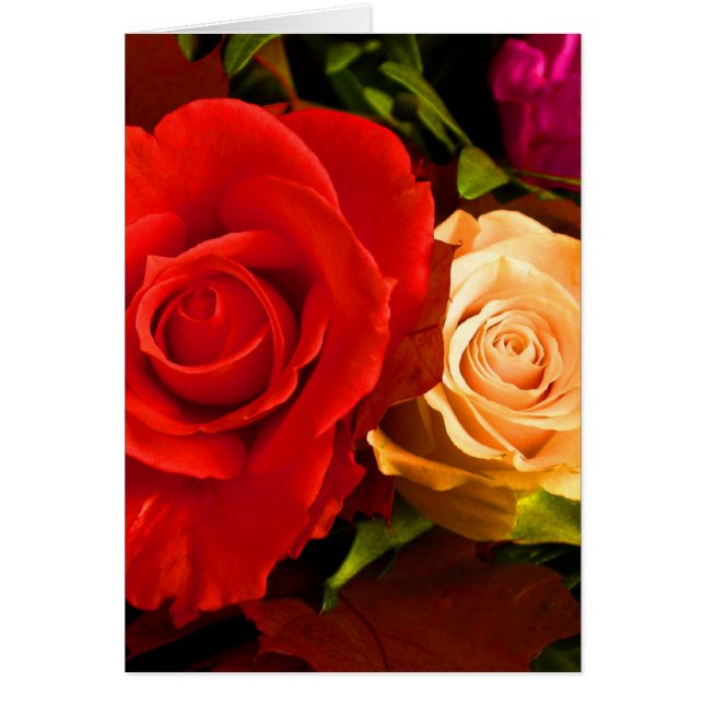 Rote Gelbe Rose (Vorne)