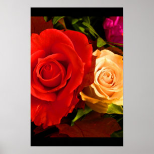Rote Gelbe Rose III Poster