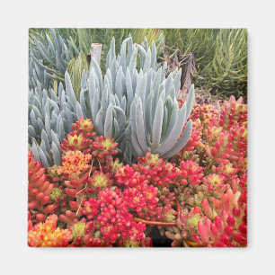 Rote Gelee-Bohne Sedum und blauer Magnet