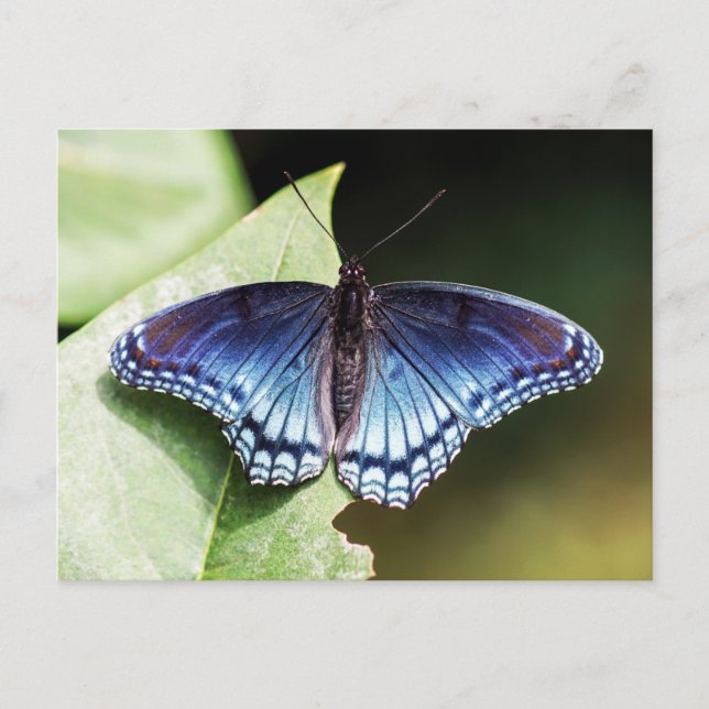 Rote Gepunktete Lila Schmetterlingsblume Postkarte (Vorderseite)