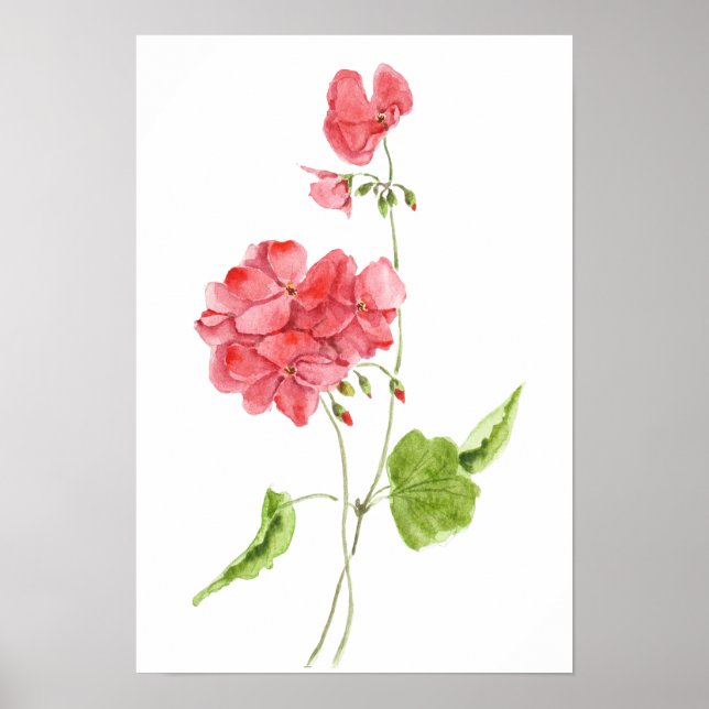 rote Geranien Aquarell Blumen  Poster (Vorne)