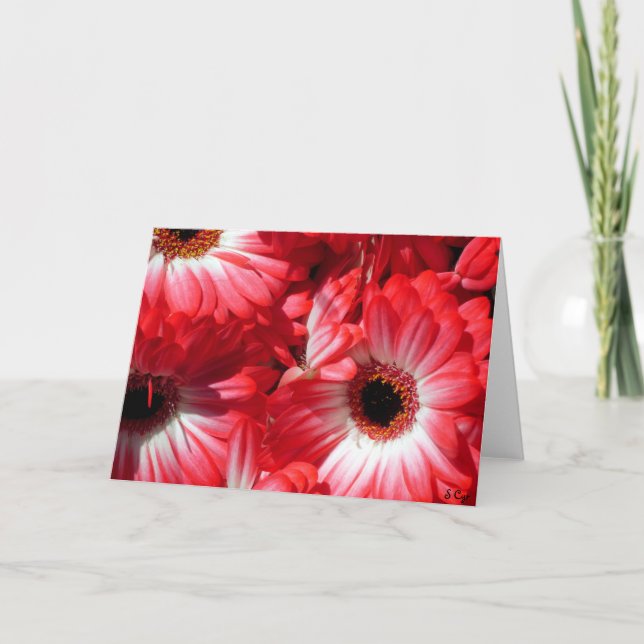 Rote Gerberas Karte (Vorderseite)
