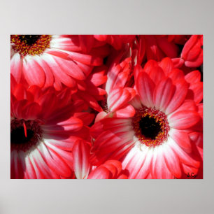 Rote Gerberas Plakat, S Cyr Poster