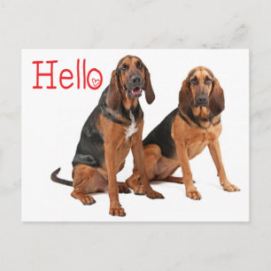 Rote Hallo Bloodhound-Welpen-Hunde-Grußpostkarte Postkarte