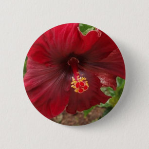 rote Hawaii-Hibiskus-Pflanze Button