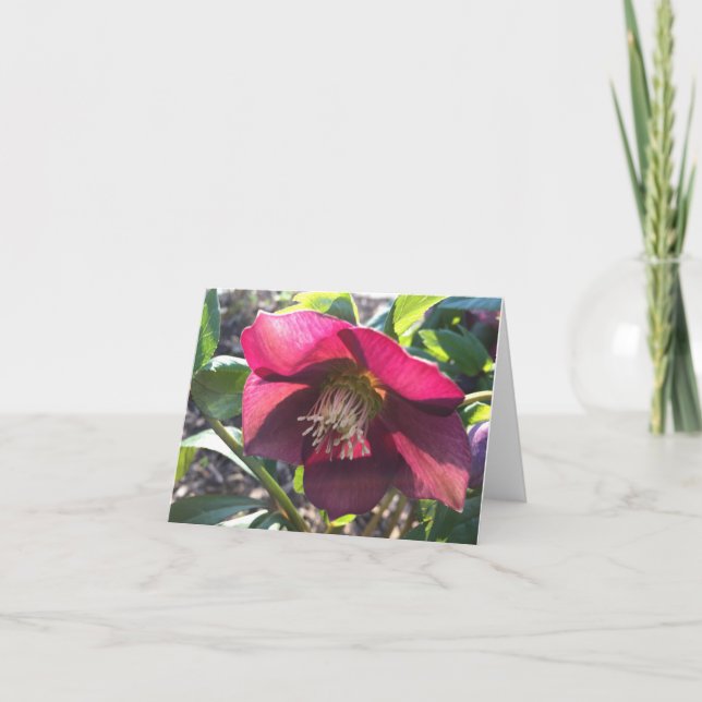 Rote Helleborus-Karte (Rose Lenten) (leer) Dankeskarte (Vorderseite)