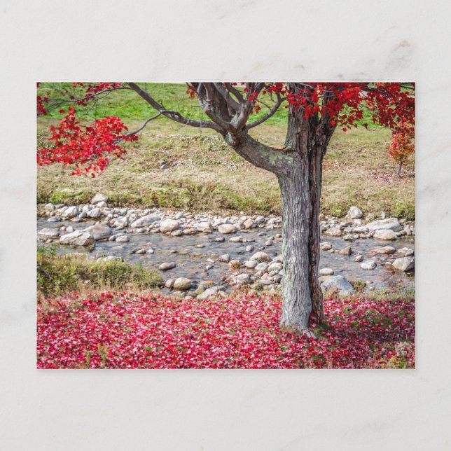 Rote Herbstbaum Postkarte (Vorderseite)