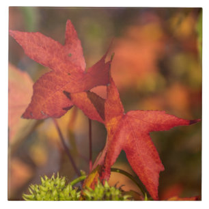 Rote Herbstblätter Keramik Fliese