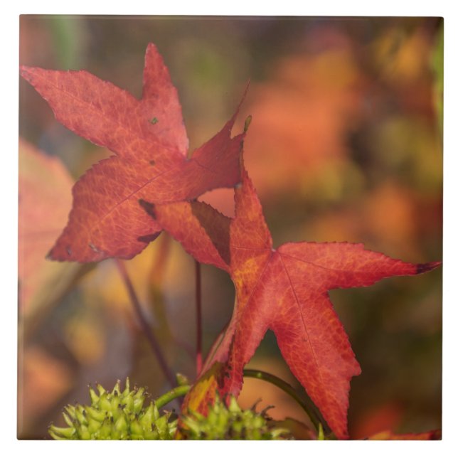 Rote Herbstblätter Keramik Fliese (Vorderseite)