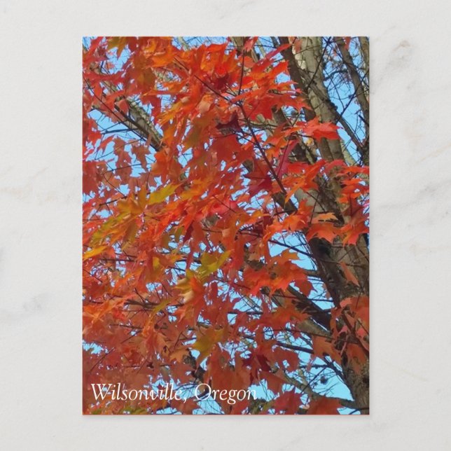 Rote Herbstblätter Postkarte (Vorderseite)