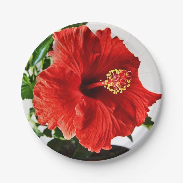 Rote Hibiskus-Blume Pappteller (Vorderseite)