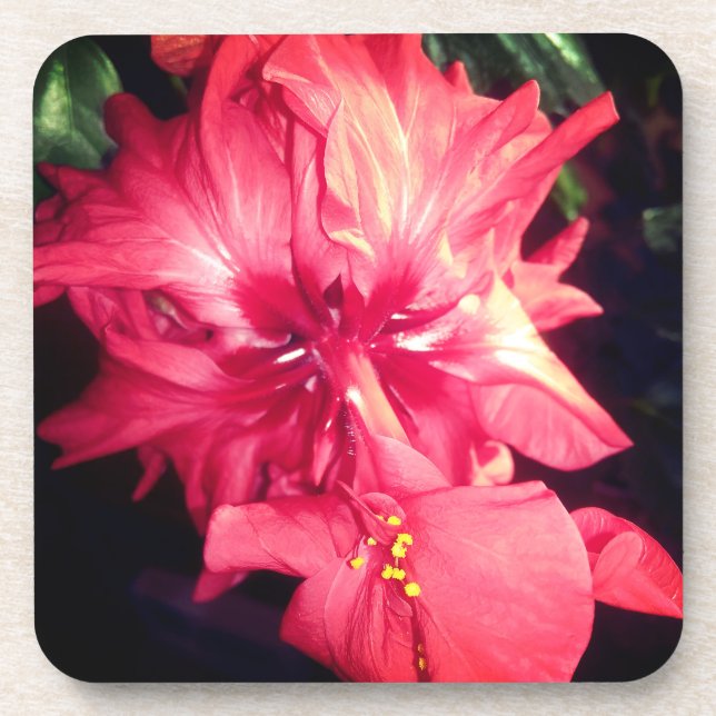 Rote Hibiskus-Blume Untersetzer (Vorderseite)