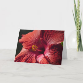 Rote Hibiskus-Karte Karte