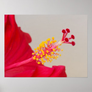 Rote Hibiskus Nahaufnahme von Stempel und Staubbla Poster