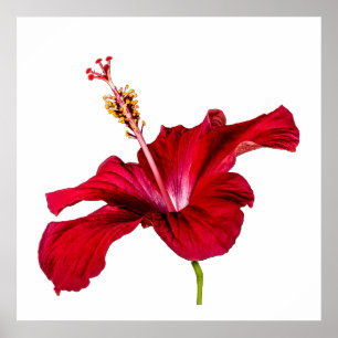Rote Hibiskusblume Seitenansicht Weißer Hintergrun Poster