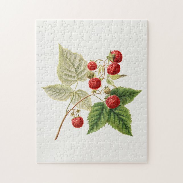 Rote Himbeeren (Rubus Xneglectus) Fruchtmalerei (Vertikal)