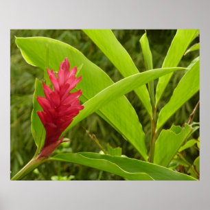 Rote Ingwerblüte (Alpinia) Tropisch Poster