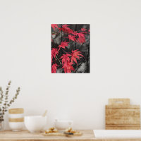 Rote japanische Ahornblatt-Schatten