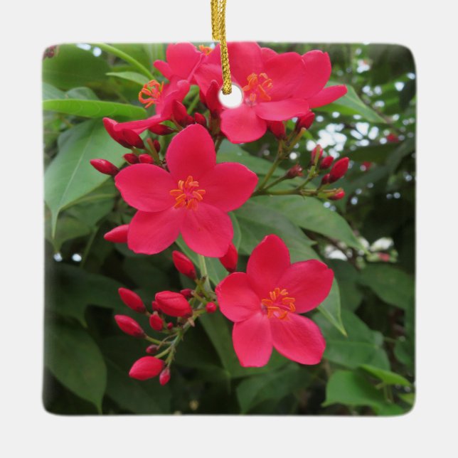 Rote Jatropha-Blüten Keramikornament (Vorderseite)