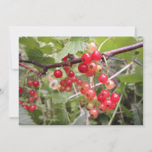 Rote Johannisbeere Feiertagskarte