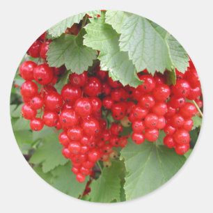 Rote Johannisbeeren auf der Pflanze. Grün-Blätte Runder Aufkleber