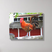 Rote Junglefowle auf einem Zaun