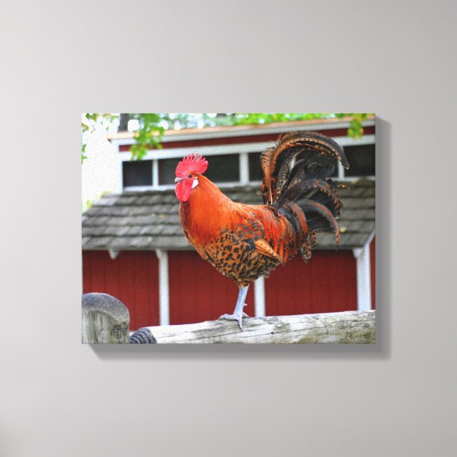 Rote Junglefowle auf einem Zaun Leinwanddruck (Vorderseite)