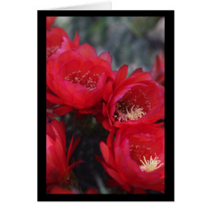 Rote Kakteen Blüte