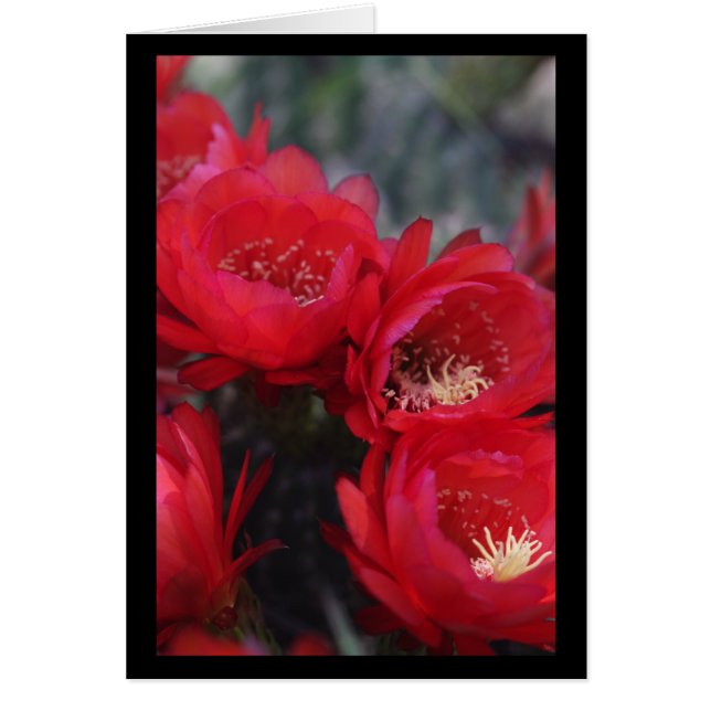 Rote Kakteen Blüte (Vorne)