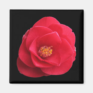 Rote Kamelie-Blume Magnet
