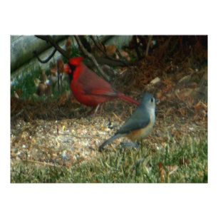 Rote Kardinaltitmouse-Vögel Fotodruck