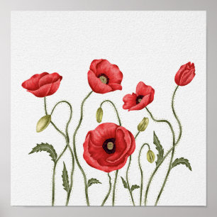 Rote Klatschmohn-Blumen Botanischer Aquarell Poster
