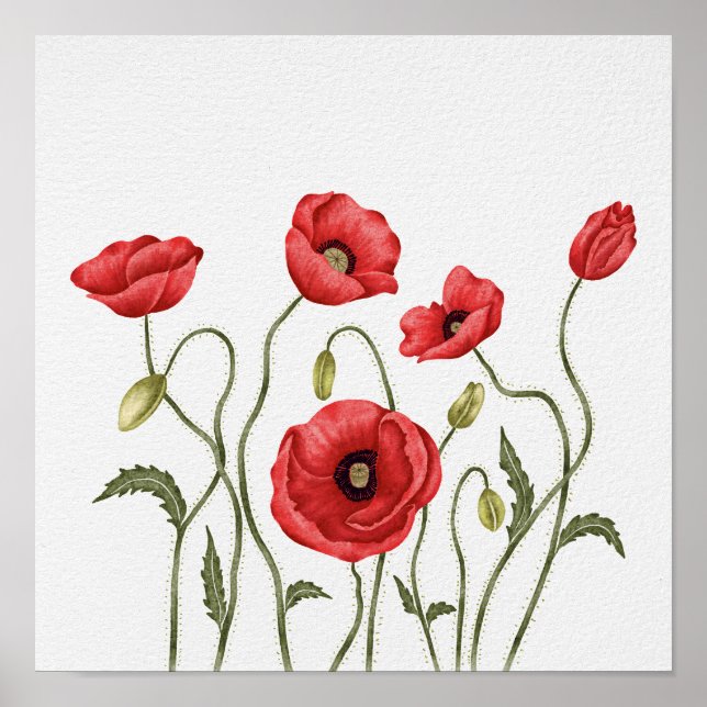 Rote Klatschmohn-Blumen Botanischer Aquarell Poster (Vorne)