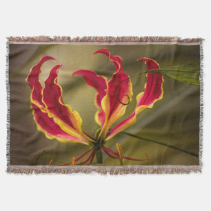 Rote kletternde Feuerlilie Decke