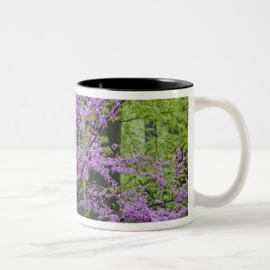 Rote Knospenbäume in voller Frühlingsblüte in der  Zweifarbige Tasse