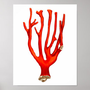 Rote Koralle, Darstellung des Meereslebens Poster