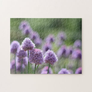 Rote Kraut Purple Blumen Naturfotografie