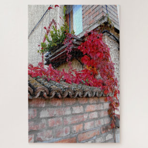 Rote laufende Pflanze und das Fenster