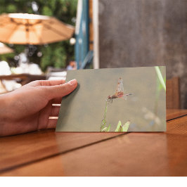 Rote Libelle auf einem Strohhalm Postkarte