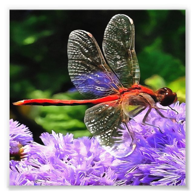 Rote Libelle auf Violet Purple Blumen Fotodruck (Vorne)