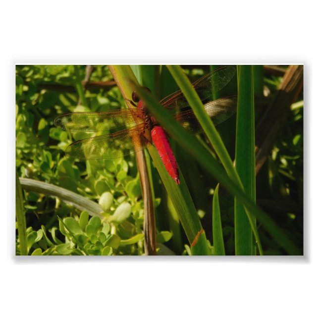 Rote Libelle Fotodruck (Vorne)