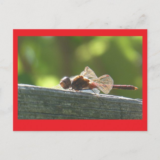 Rote Libelle im Sun DIY Postkarte (Vorderseite)